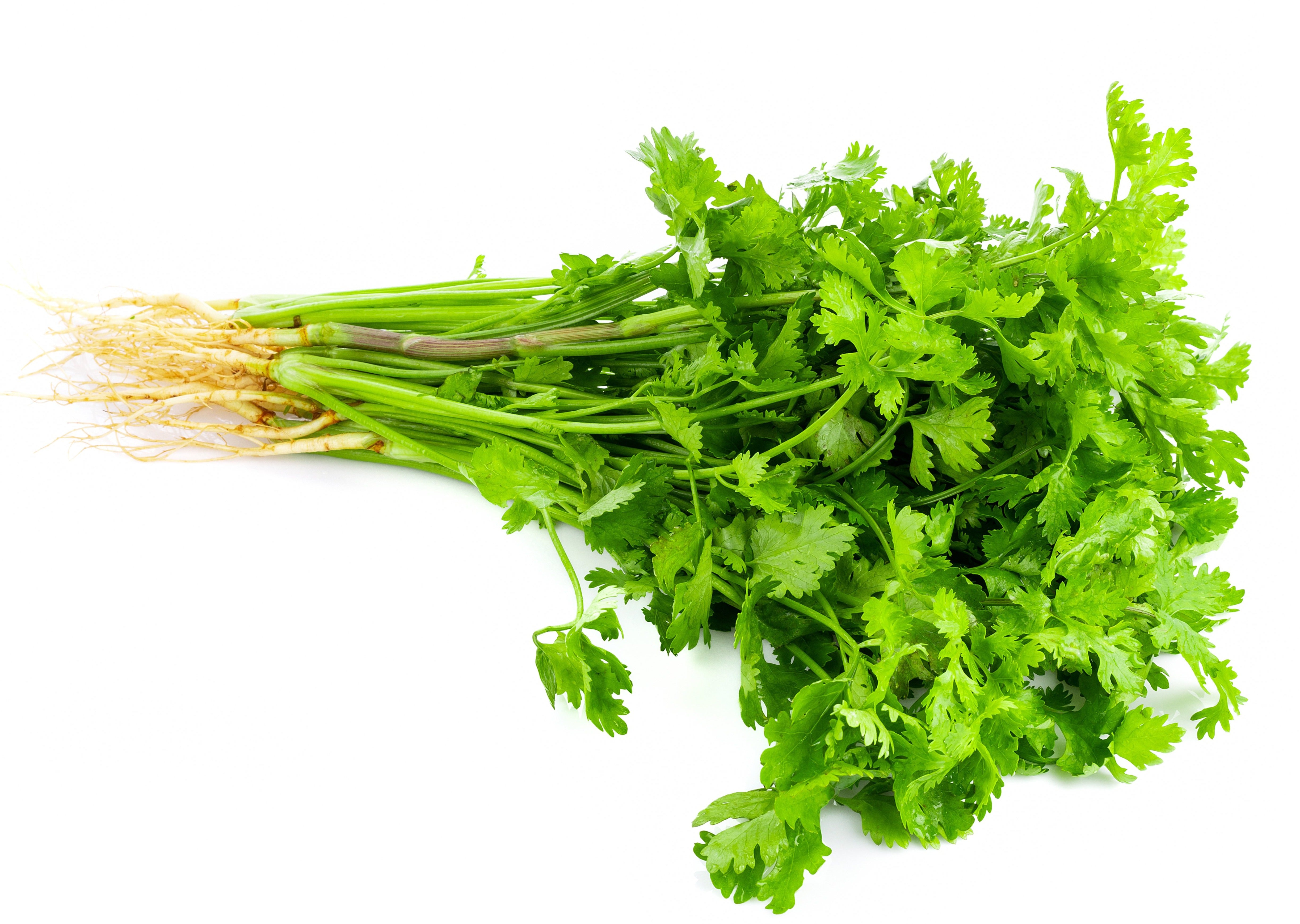 Coriander – EDEN'S HK
