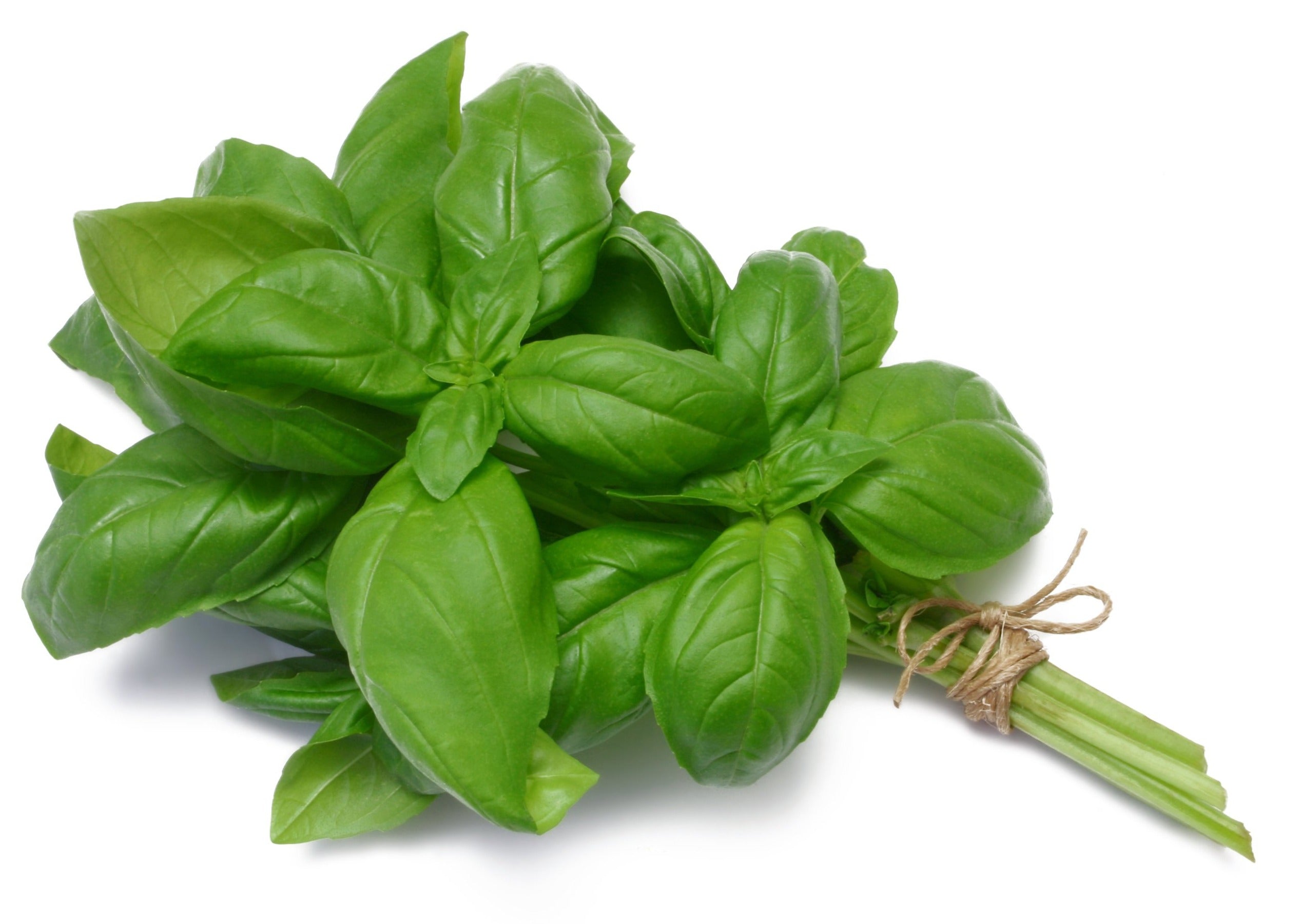 Basil – EDEN'S HK
